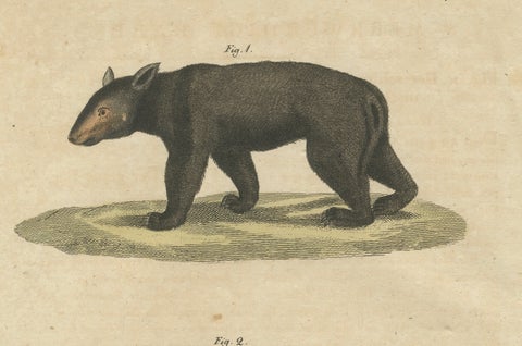 Antique Tapir & Bear Zoological Engraving, Bertuch, c. 1800, close-up 4