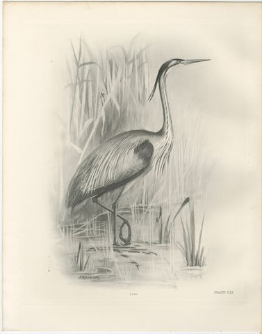 Grey Heron at the Water, Antique Bird Print after Lilian Medland, circa 1909, view 2