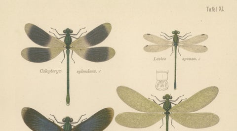 Calopteryx & Lestes Damselfly Lithograph from Die Geradflügler, 1908, close-up 2