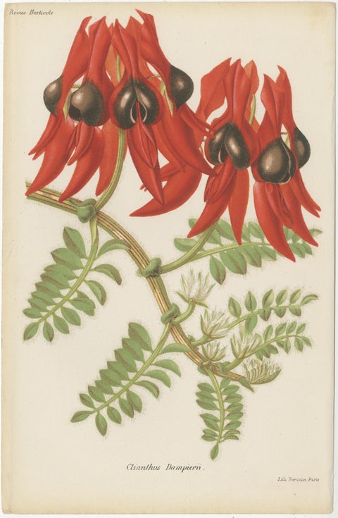 Exquisite Botanicals: Clianthus, Grevillea, Anthurium, and More, circa 1885, view 2