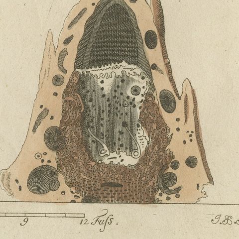 Termites and Termite Mound with Swollen Queen, Antique Bertuch Print, circa 1805, close-up 1