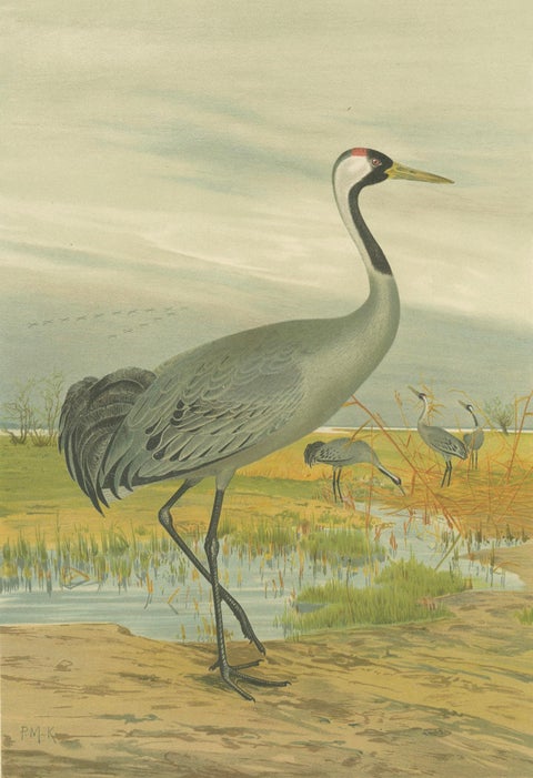 Majestic Common Crane in Wetland Landscape, Antique Bird Chromolithograph, 1880, close-up 2