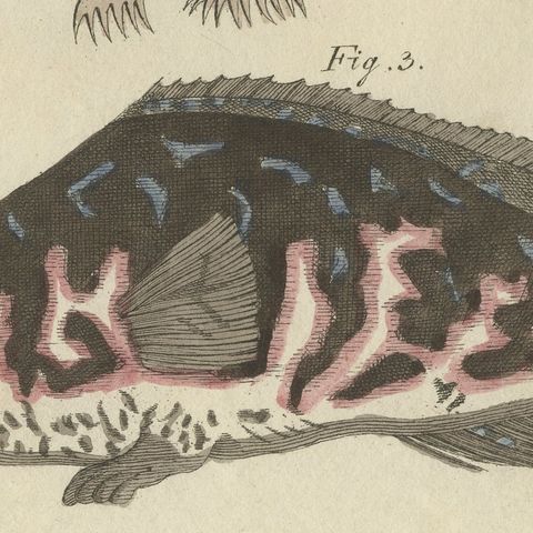 Frogfish with Lure and a Ribbon Fish, Antique Bertuch Print, circa 1810, close-up 1
