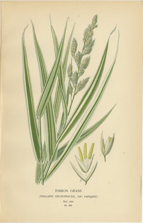 Antique Botanical Prints of Feather, Ribbon & Quaking Grasses, c.1897, view 3