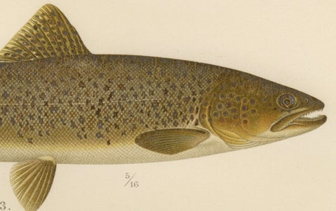 Brown Trout Diversity in Scandinavian Waters: Exquisite Lithograph, 1895, close-up 1