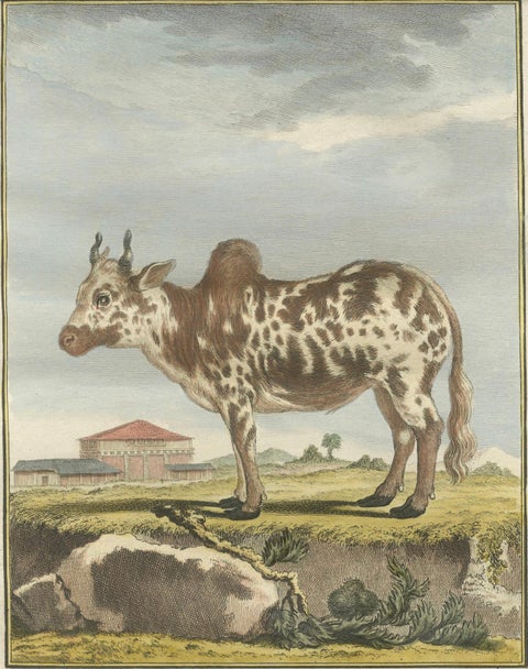 Elegant 18th-Century Zebu Engraving, Buffon Dutch Edition, 1769, close-up 5