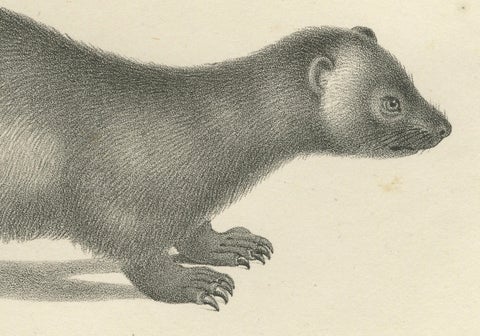 19th-Century Lithograph of Collared Peccary, Javanese Skunk and Nordic Wolverine, close-up 1