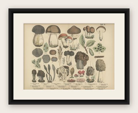 Morels & Truffles, Antique Botanical Lithograph, European Fungi 1885, shown framed