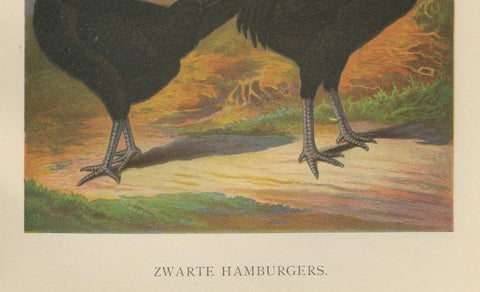 The Sleek Black Hamburg Chicken - A Rare 19th Century Poultry Lithograph, close-up 1