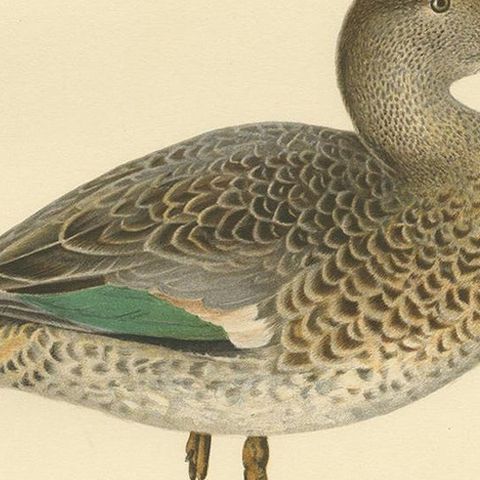 Antique Bird Print of the European Teal by Von Wright '1929', close-up 2