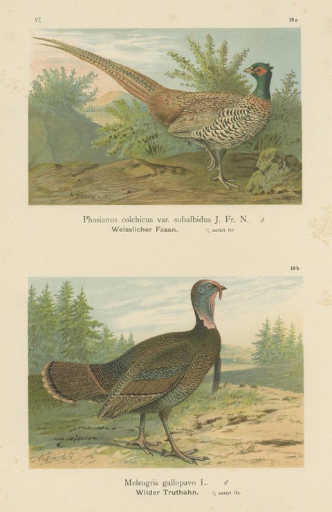 Pheasant and Wild Turkey, Antique Chromolithograph Game Birds c.1895, close-up 1