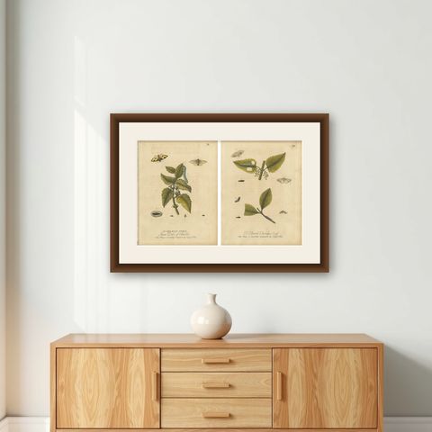 Antique Entomology Prints, English Insects on Hazel & Elm, Albin 1720, shown framed on a wall