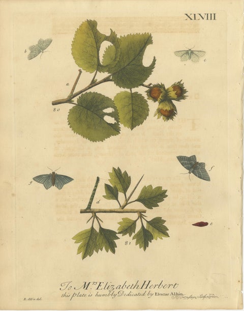 English Moths on Hazel Branch with Nuts, Antique Insect Engraving, Albin 1720, view 11