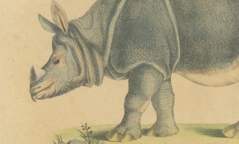 Indian Rhinoceros (Rhinoceros unicornis), Brodtmann Natural History Print, 1816, close-up 3