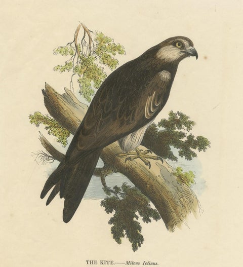 The Kite, Bird of Prey, Antique Wood Engraving, circa 1860, close-up 1