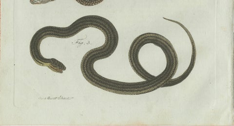 Original Antique Print of Three European Snakes by Bertuch, 1802, close-up 4