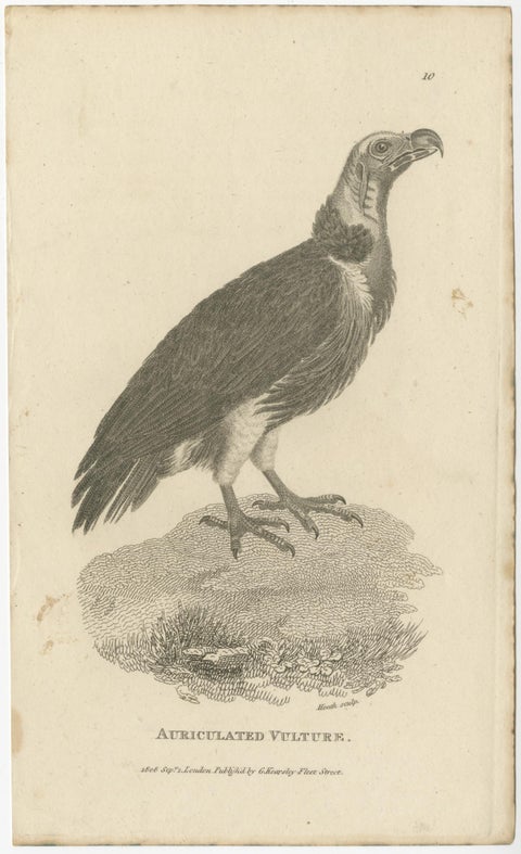 Set of 2 Antique Birds Prints of the Imperial Eagle and Turkey Vulture '1809', view 3