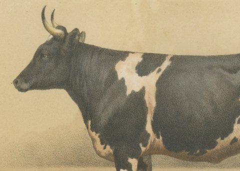 Breton Cow, French Cattle Breed, Antique Chromolithograph by Borie, 1863, close-up 1