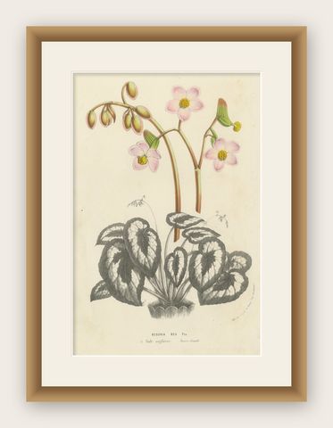 Botanical Illustration of Begonia Rex with Flowers, 1854-1855 Lithograph Print, shown framed