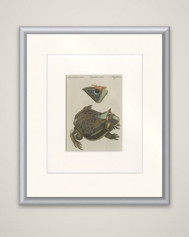 Antique South American Horned Frog Engraving, Bertuch, c. 1807, shown framed