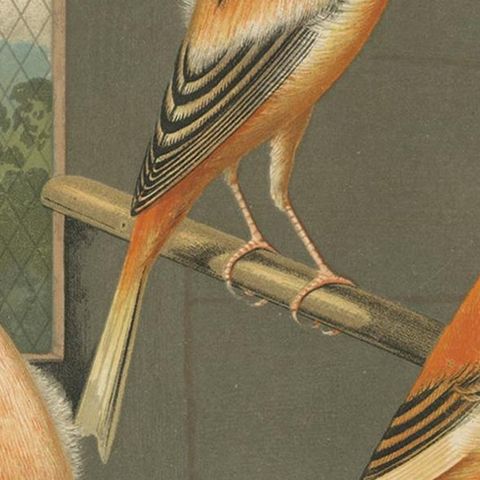 Antique Bird Print of the Norwich Canaries Dark-Crested Buff and Others, close-up 2