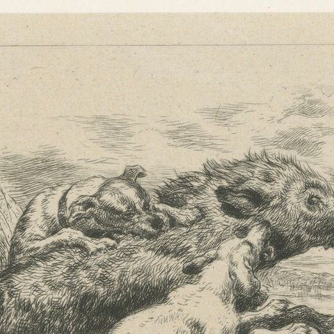 Dogs Attacking a Wild Boar, Dramatic Sporting Etching by J.F. Tayler, 1872, close-up 5