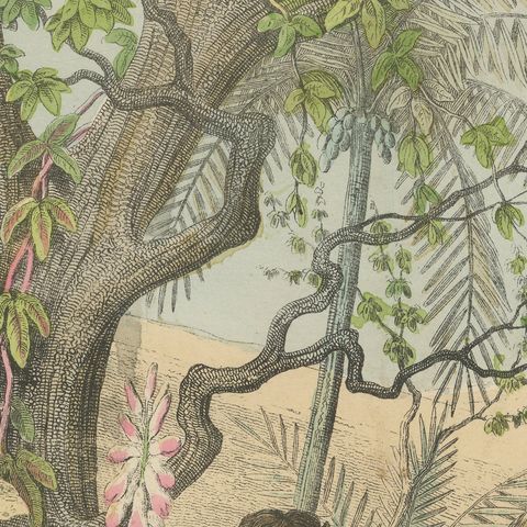 Antique Giraffe and Camel Print with Dromedary and Llama, Kolb, circa 1890, close-up 1