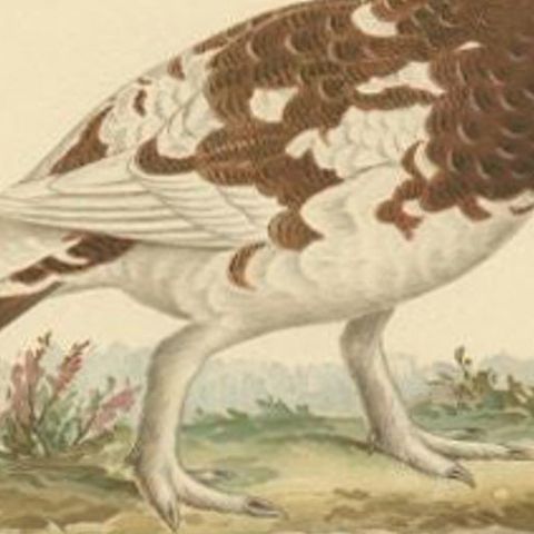 Antique Bird Print of the Female Willow Ptarmigan, 1929, close-up 2