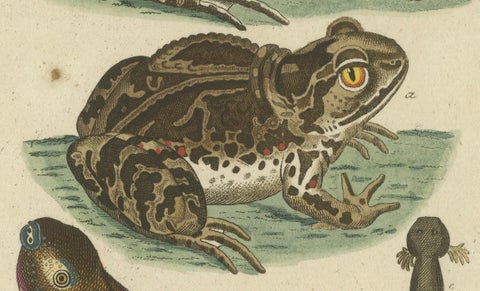 Natural History Illustrations: Amphibians, Reptiles, and Mammals, 1793, close-up 3