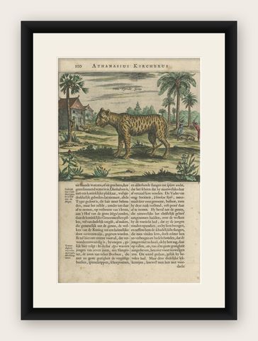 Antique Print of a Tiger by A. Kircher, circa 1660, shown framed