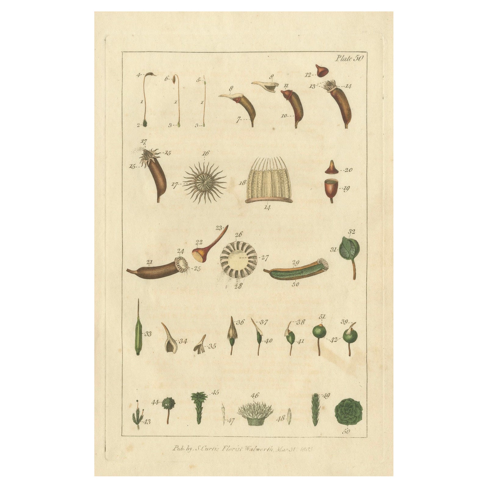 Botanical Study of Various Plant Structures in an Original Engraving, 1803