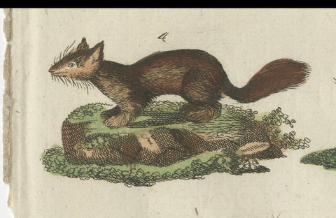 Antique Print of Otters, Martens, Ermine, a Squirrel and a Beaver, circa 1820, close-up 4