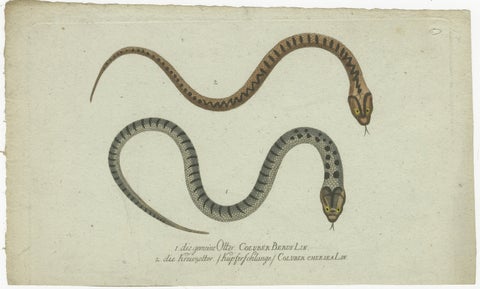 Venom & Vibrance: A Study of European Vipers & North American Copperheads, 1780, view 2