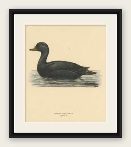 Serenity on the Waves: The Black Scoter Bird Print by Magnus von Wright, 1929, shown framed