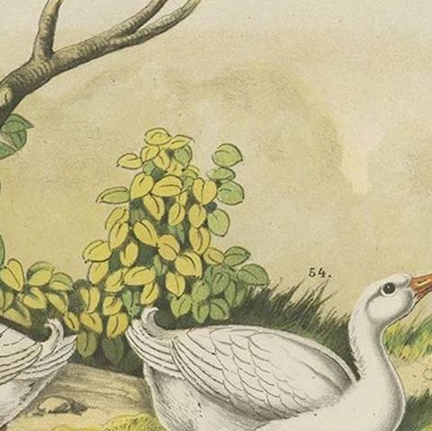 Antique Bird Print of the Mandarin Duck, Mallard and Wild Duck (1886), close-up 1