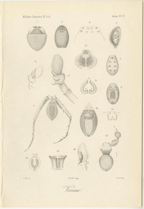 Antique Scientific Plates of Leeches, Worms, Spiders & Microscopic Anatomy, 1887, view 3