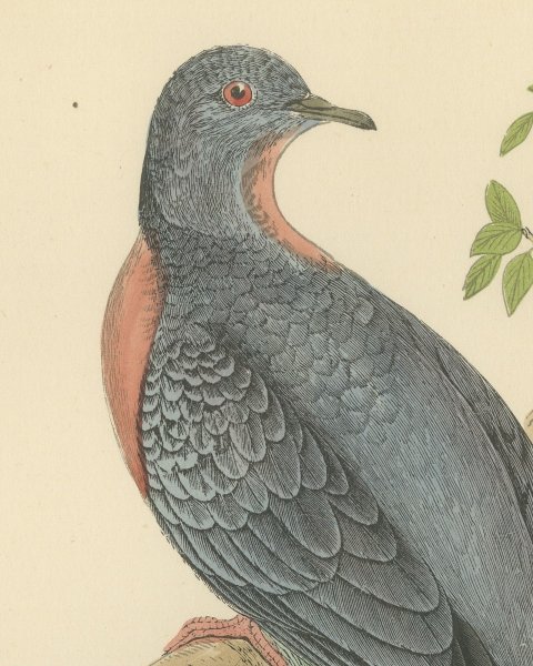 Passenger Pigeon on a Mossy Branch, Hand Colored Bird Print, Morris, 1896, close-up 1
