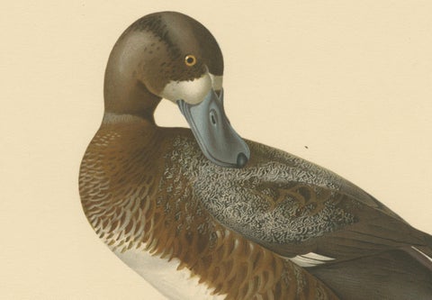 Original Old Bird Print of a Male Greater Scaup, close-up 1