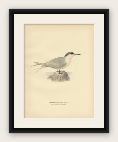 Antique Bird Print of the Sandwich Tern 'summer' by Von Wright, 1929, shown framed
