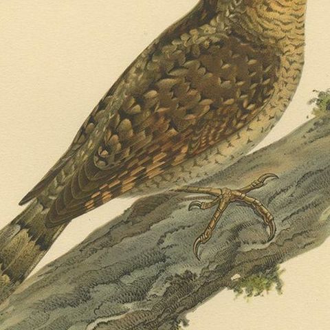 Antique Bird Print of the Eurasian Wryneck by Von Wright, 1927, close-up 2