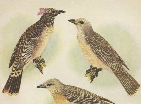 Antique Print of the Spotted Bower Bird and Fawn-Breasted Bower Bird, 1950, view 2