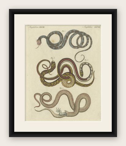 Antique Print of various Snakes including the Buff Striped Keelback Snake, 1800, shown framed