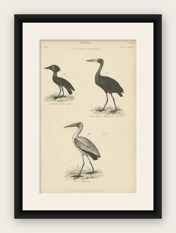Old Bird Print of The Tufted Umbre, Madagascar Open Bill and Milky Ibis, c.1860, shown framed