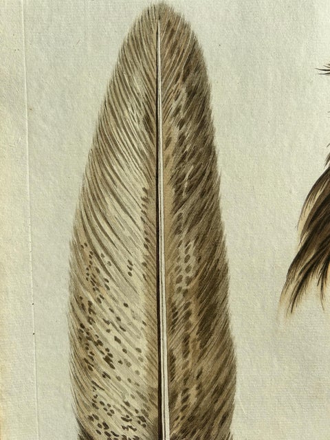 White-Tailed Eagle, Falco leucocephalus hornotinus, Netherlands, 1829, view 5