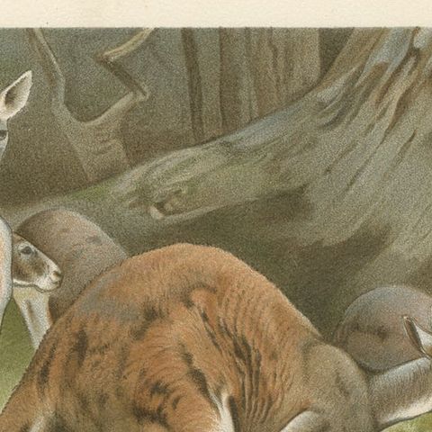 Red Kangaroo, Antique Australian Wildlife Chromolithograph, 1894, close-up 6