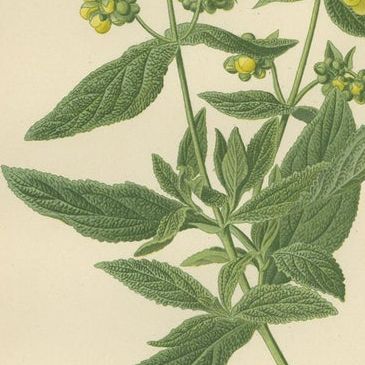 1897 Decorative Botanical Prints, Calceolaria Hybrida, Rugosa, and Alonsoa, close-up 2