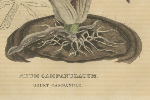 Velvet Majesty: The Bell-Shaped Arum - A Vintage Portrait of Botanical Splendor, close-up 2