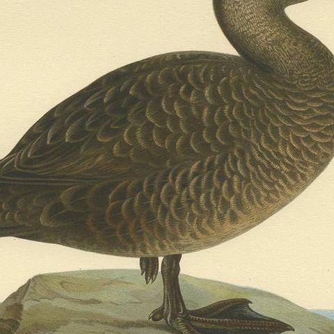 Antique Bird Print of a Female Black Scoter by Von Wright, 1929, close-up 2