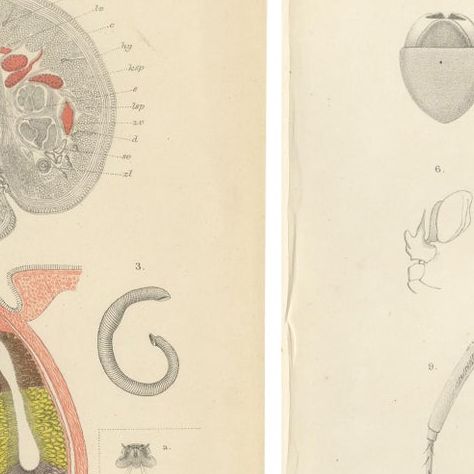 Antique Scientific Plates of Leeches, Worms, Spiders & Microscopic Anatomy, 1887, close-up 1