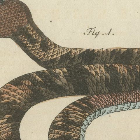 Rattlesnake with Its Rattle, Antique Bertuch Print, Vienna, circa 1805, close-up 4